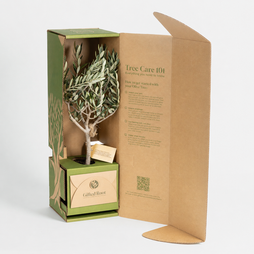 Ancient Beladi Olive Tree